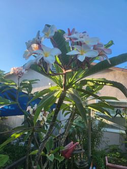 Plumeria 