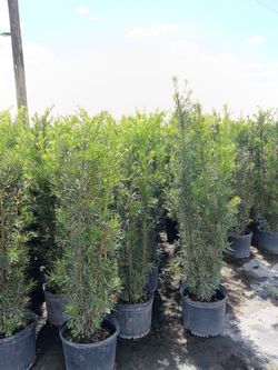 Podocarpus Hedge Plants in Nursery Pots