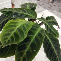 Indoor Plant Calathea warscewiczii