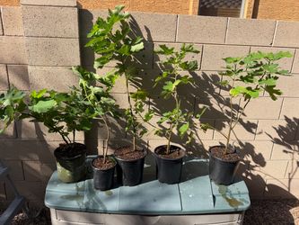 Rooted Brown Turkey Fig Tree