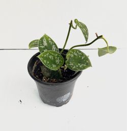 Silver Pothos
