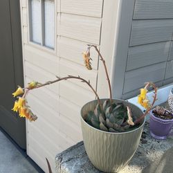 Succulent plant 🪴