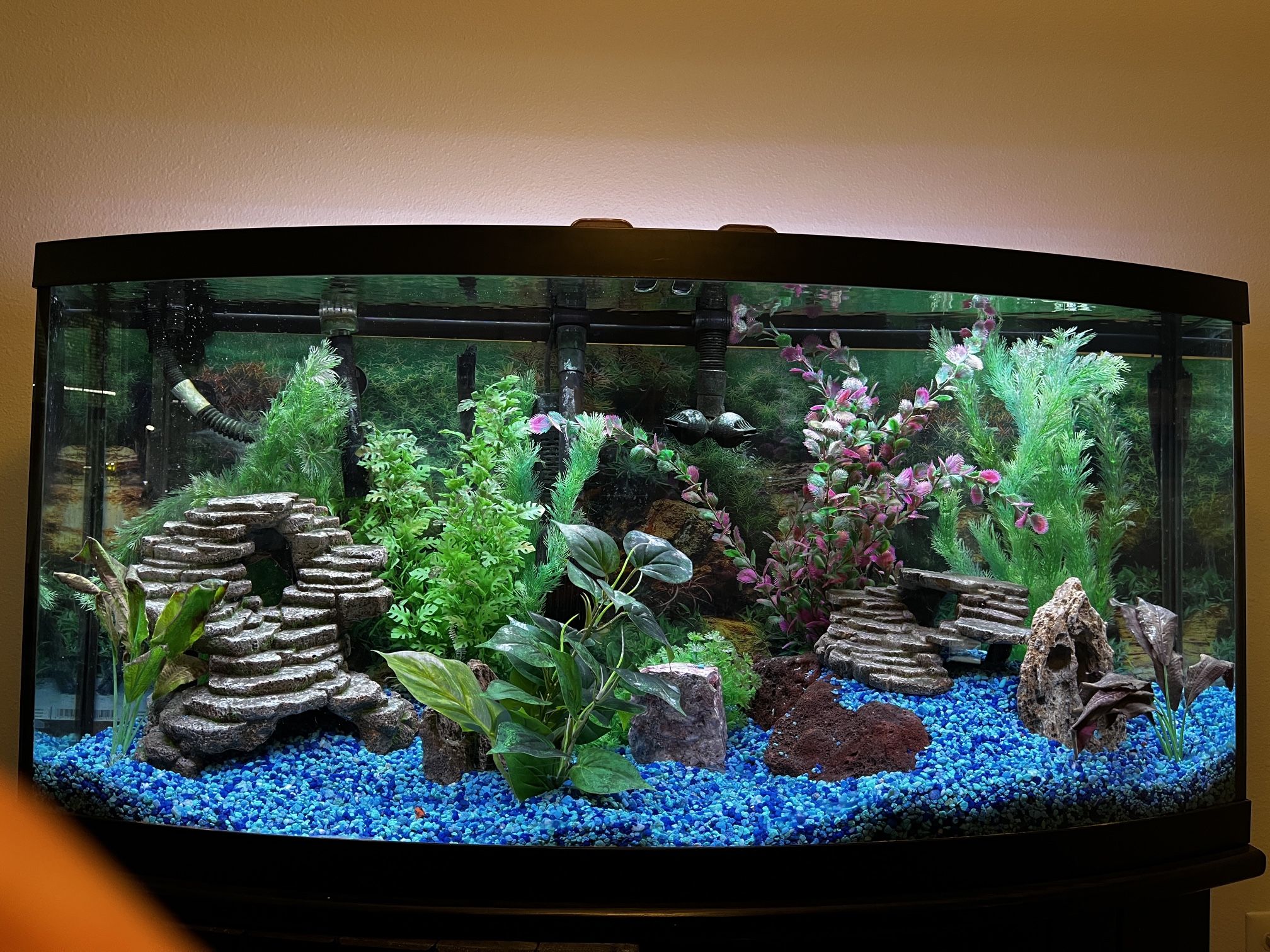 72 Gallon Bow Front Aquarium