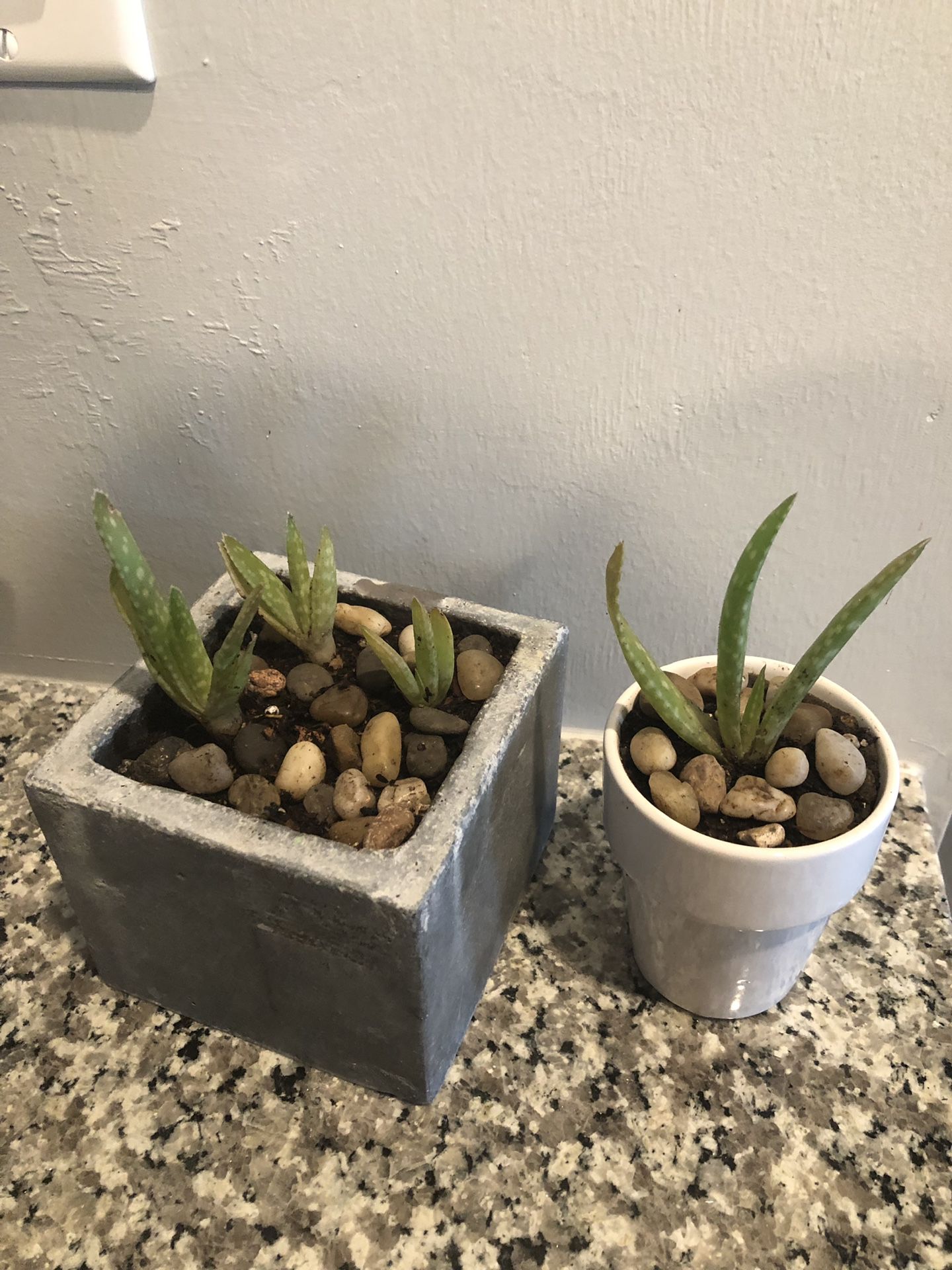 2 pots with succulents, both for $ 4