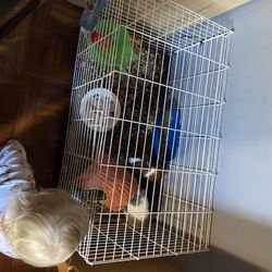 Guinea Pig Cage W/ Accessories And Guineas 
