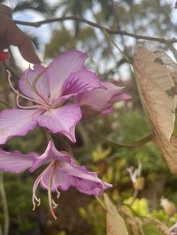 Purple Orchid Tree