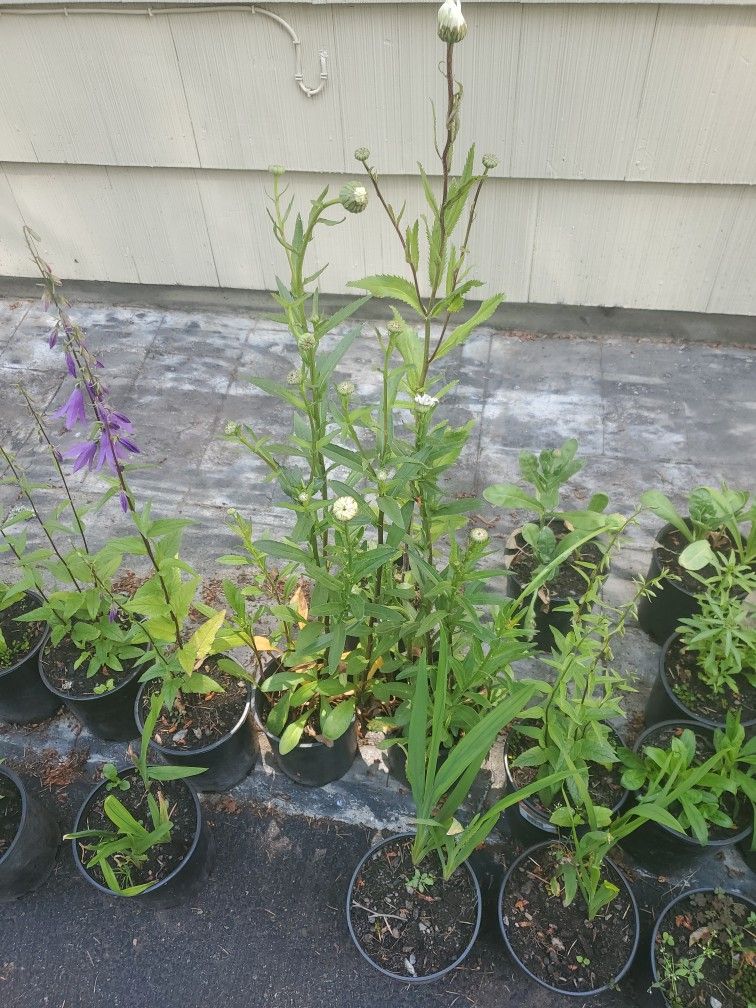 Shasta Daysi Plant Each $5