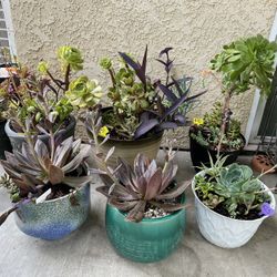 Beautiful Succulents 