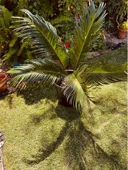 Sago Palm Plant