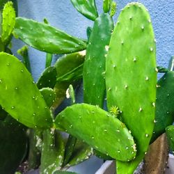 Optunia Nopales Prickly Pear Cactus Cuttings - Spineless, Thornless, Edible. 🌵