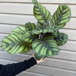 6” calathea fasciata