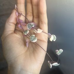 Variegated string Of hearts 