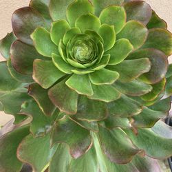 Huge Succulent 