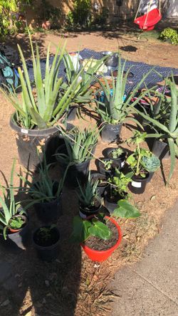 Aloe Vera