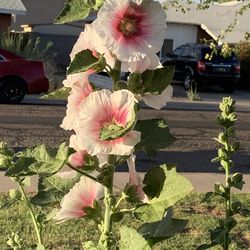 Pink + White no Frank Ocean Floral Plants Flower