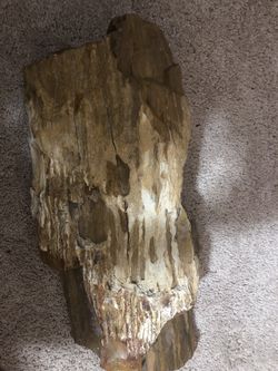 Petrified wood