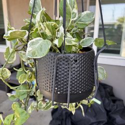 Plant Manjula Pothos