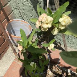 Planta De Corona De Cristo Blancas