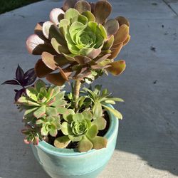 Succulent Beauty