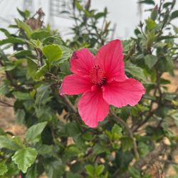 Pink Hibiscus Plants