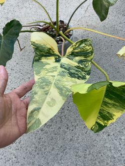 Philodendron Florida Beauty x Mayoii x Billietiae Variegated