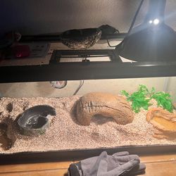 Bearded Dragon Cage 