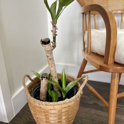 Houseplant 