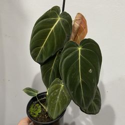 4” Rare Philodendron Melano ( Good Size )