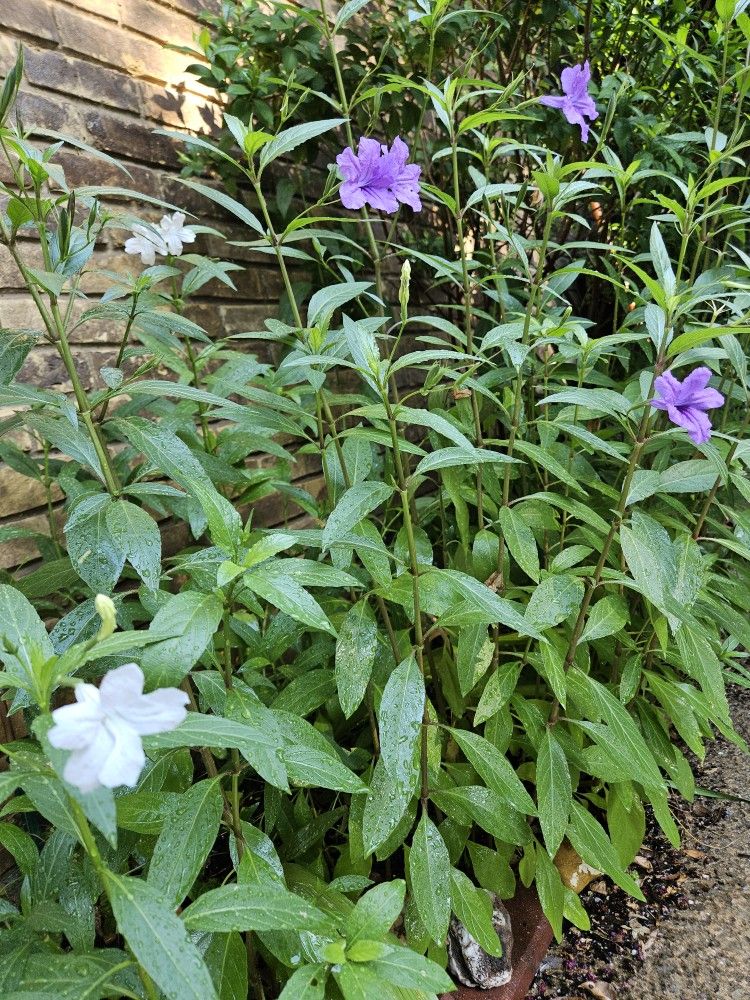 Mexican Petunia Cuttings 5 For $10.00 Or 10 For $15.00
