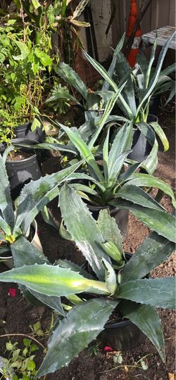 AGAVES FOR SALE $10 EACH Or $50 For All 7  2 Feet Long