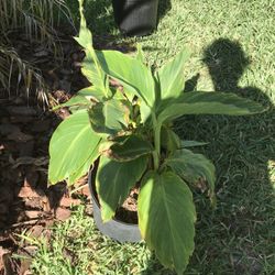 3  Gallon Red Canna Lilly Plants