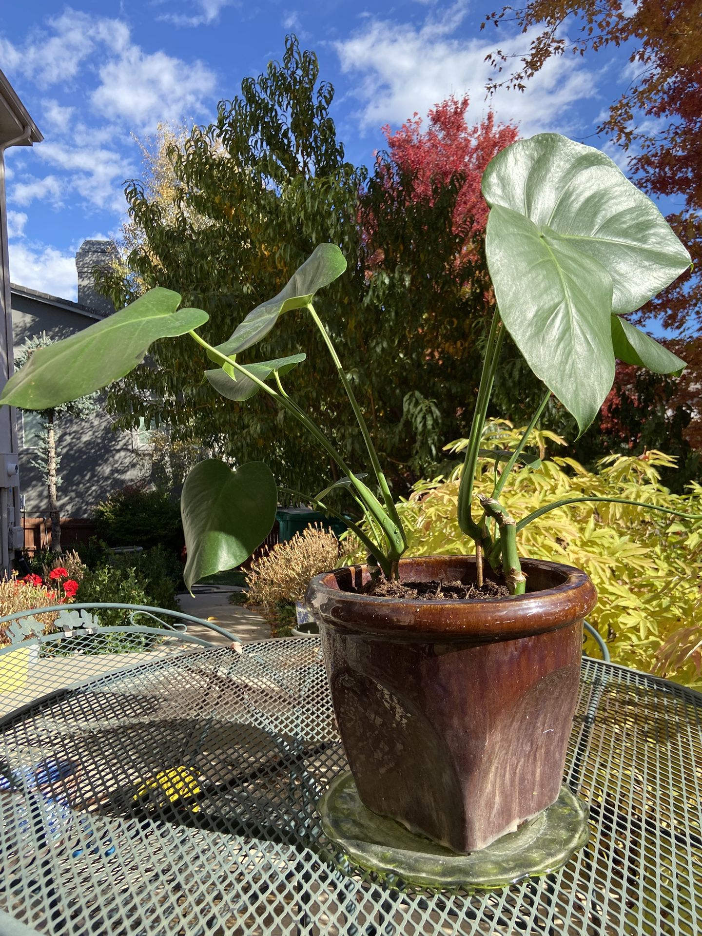 Monster Plant