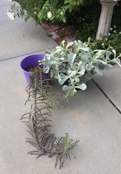 SUCCULENTS