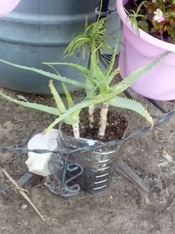 Aloe Vera Plant – Easy Care, Fast Growing
Planta Aloe Vera – Fácil Cuidado y Crecimiento Rápido.