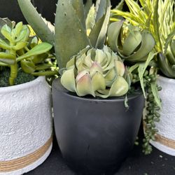 Succulent Bowls Assorted Containers Small 
