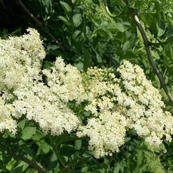 15+ Elderflower/Elderberry Extra Large Cuttings
