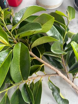 Soursop (Guanabana ) leaves