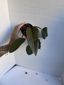 Philodendron Dark Lord 