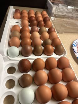 Farm Fresh Eggs