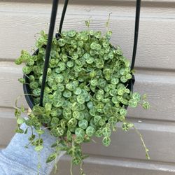 6” String Of Turtles 