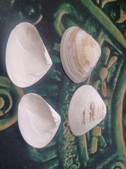 Sea shell