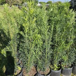 Podocarpus Tall Full Green  Fertilized  Ready For Planting Instant Privacy Hedge  Same Day Transportation 