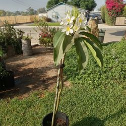 Plumeria Blanca