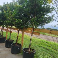 Arboles De Japanese Blueberry 30gallons 10ft Tall 