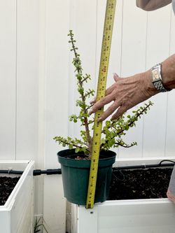 Elephant Bush $10.00