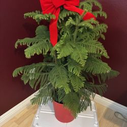 REAL PLANT NORFOLK ISLAND PINE 