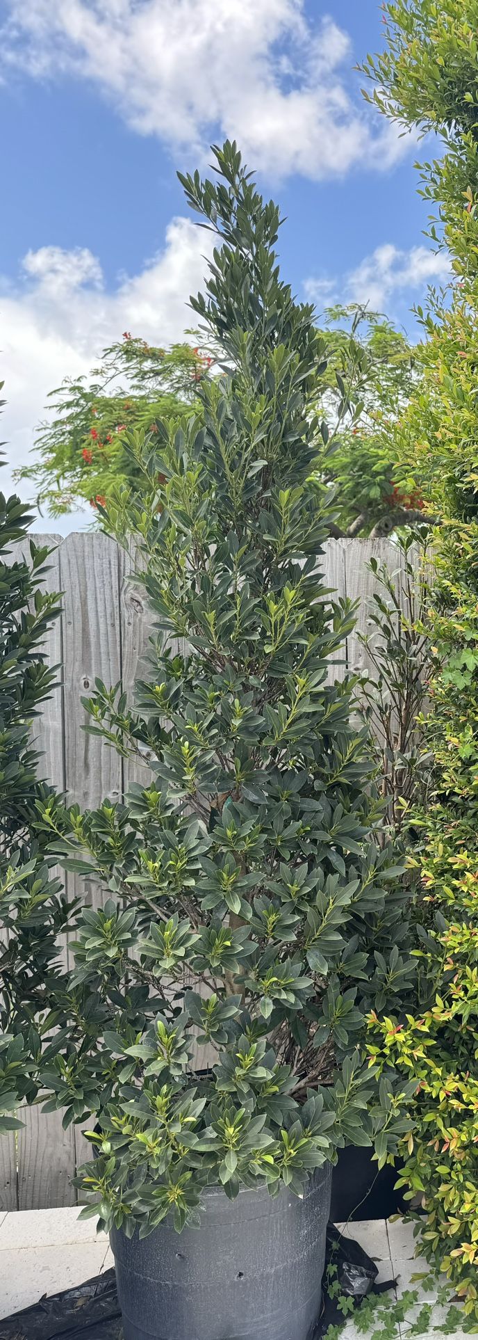 Japanese Blueberry Topiary