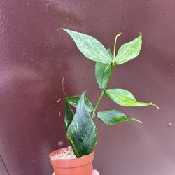 3” hoya polyneura broget