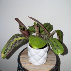Small Prayer Plant In 3d Printed Pot With Drainage 