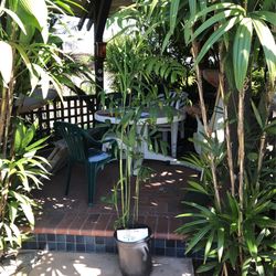 Chamaedorea Palm -Bamboo Like